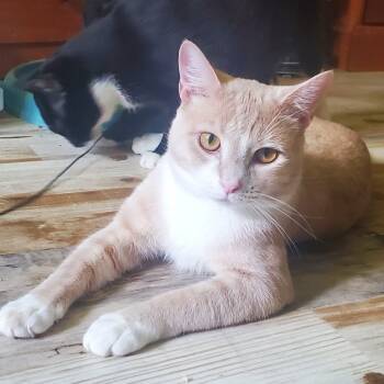 Rescue Domestic Short Hair Cats for Adoption in Reisterstown, Maryland - Dexter | PetCurious