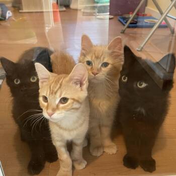 Dutch, Dandy, Daffodil, and Snappy -  Domestic Long Hair Cat for Adoption in Wells, Maine - Dutch, Dandy, Daffodil, And Snappy | PetCurious