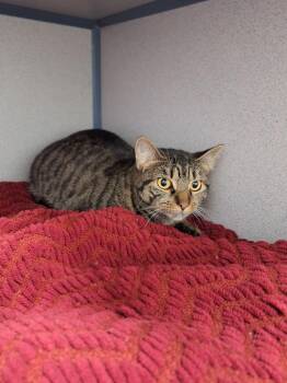 Trinket -  Domestic Short Hair Cat for Adoption in Liverpool, New York - Trinket | PetCurious