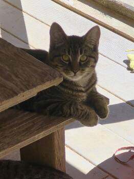 Frankie -  Domestic Short Hair Cat for Adoption in Brookville, Pennsylvania - Frankie | PetCurious