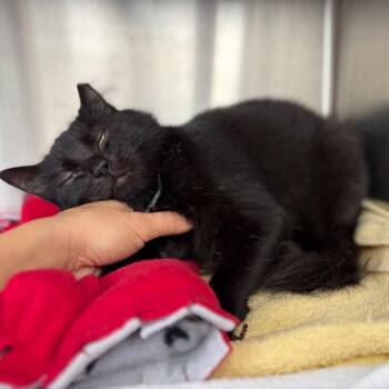 Sylvia -  Domestic Medium Hair Cat for Adoption in Pittsburgh, Pennsylvania - Sylvia | PetCurious