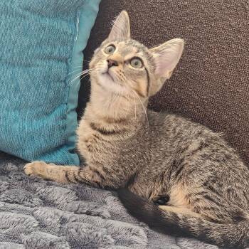 Millie -  Tabby and Domestic Short Hair Cat for Adoption in Lombard, Illinois - Millie | PetCurious