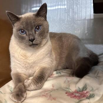 BENTLEY -  Siamese Cat for Adoption in Richmond, California - BENTLEY | PetCurious