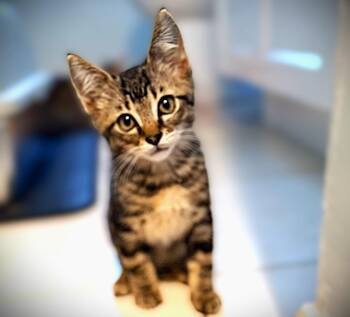 Tater Tot -  Tabby Cat for Adoption in Fort Myers, Florida - Tater Tot | PetCurious