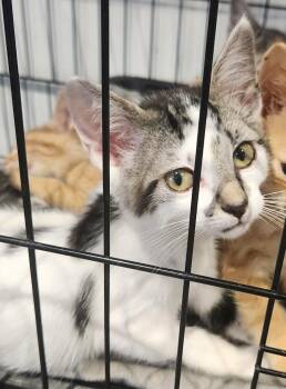 Pippin -  Domestic Short Hair Cat for Adoption in Republic, Missouri - Pippin | PetCurious