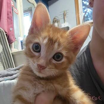 Cheeto C12121 -  Domestic Short Hair Cat for Adoption - Cheeto C12121 | PetCurious