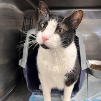 Gerty -  Domestic Short Hair Cat for Adoption in Salt Lake City, Utah - Gerty | PetCurious