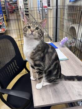 Leo -  Domestic Short Hair Cat Available for Adoption in Wheaton, Illinois - Leo | PetCurious