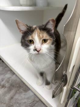 Rosalind -  Domestic Short Hair Cat for Adoption in Rochester, Indiana - Rosalind | PetCurious