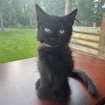 Pinky -  Domestic Medium Hair Cat for Adoption in Kenai, Alaska - Pinky | PetCurious