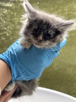 Domestic Medium Hair Cats Available for Adoption in Riverside, California - TRIBBLE | PetCurious