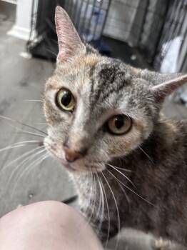 Rescue Domestic Short Hair Cats for Adoption in Virginia Beach, Virginia - Mama Nevana | PetCurious