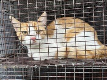 A660829 -  Domestic Short Hair Cat for Adoption in Houston, Texas - A660829 | PetCurious