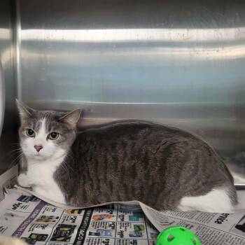 Lylla -  Domestic Short Hair Cat for Adoption in Belleville, Illinois - Lylla | PetCurious