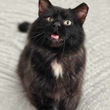 Domestic Medium Hair Cats Available for Adoption in Rochester, Minnesota - King Simon - FIV+ | PetCurious