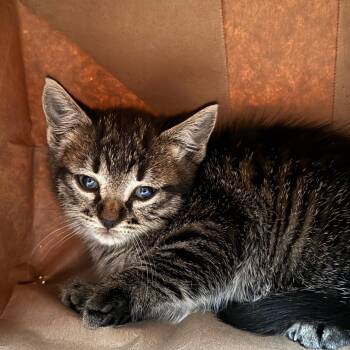 American Shorthair Cats Available for Adoption in Beaverton, Oregon - Alice | PetCurious