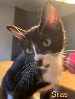 Rescue American Shorthair and Domestic Short Hair Cats for Adoption in Moreno Valley, California - Silas | PetCurious