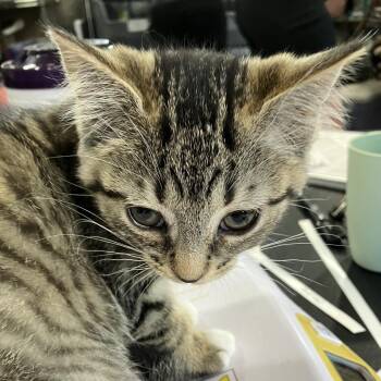 Piggie - Chow Hound Northland -  Domestic Short Hair Cat for Adoption in Grand Rapids, Michigan - Piggie - Chow Hound Northland | PetCurious