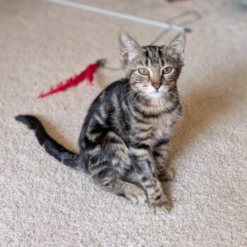 Dasher -  Domestic Short Hair Cat for Adoption in Candler, North Carolina - Dasher | PetCurious