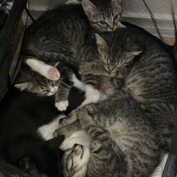 Bella -  Domestic Short Hair Cat for Adoption in Boerne, Texas - Bella | PetCurious