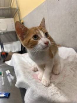 Ripley -  Domestic Short Hair Cat for Adoption in Honolulu, Hawaii - Ripley | PetCurious