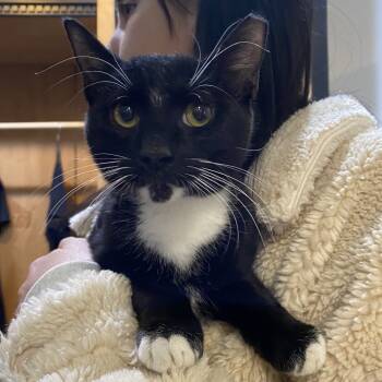 Rescue Domestic Short Hair Cats for Adoption in Buffalo, New York - Candy | PetCurious