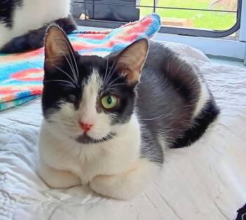 Domestic Short Hair Cats Available for Adoption in Hagaman, New York - Dot | PetCurious