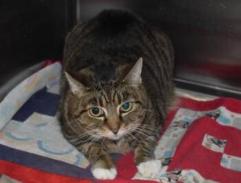 PICKLES -  Domestic Short Hair Cat for Adoption in Sarasota, Florida - PICKLES | PetCurious
