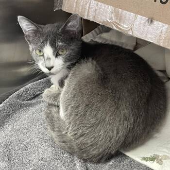 Yang -  Domestic Short Hair Cat for Adoption in Philadelphia, Pennsylvania - Yang | PetCurious