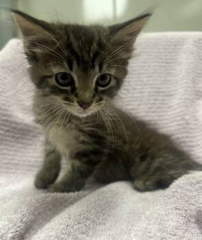 Domestic Short Hair Cats Available for Adoption in Ontario, California - JAY | PetCurious