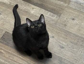 Rescue Domestic Short Hair Cats for Adoption in Greenville, South Carolina - Percy TB | PetCurious