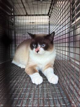 Domestic Short Hair Cats Available for Adoption in New Braunfels, Texas - Chamomile | PetCurious