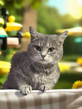 Rescue Domestic Short Hair Cats for Adoption in Stevensville, Maryland - Julia | PetCurious