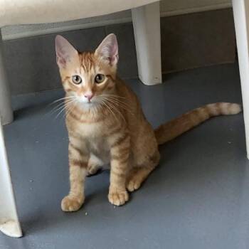 Louie -  Domestic Short Hair Cat for Adoption in Lodi, California - Louie | PetCurious