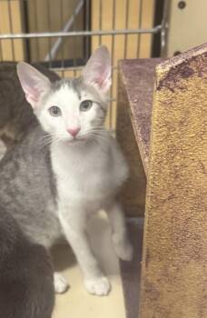Swiper -  Domestic Short Hair Cat for Adoption in Plumerville, Arkansas - Swiper | PetCurious