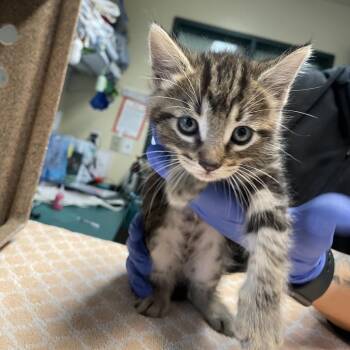 Domestic Medium Hair Cats Available for Adoption in Pasadena, California - Yellow Collar | PetCurious