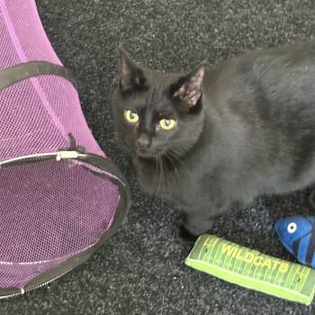 Missy -  Domestic Short Hair Cat for Adoption in Cleveland, Ohio - Missy | PetCurious