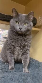 Lucky Girl -  Domestic Short Hair Cat for Adoption in Port Jefferson Station, New York - Lucky Girl | PetCurious