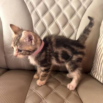 Dolly (CI 69 Emma) -  Domestic Short Hair Cat for Adoption in Ashland, Virginia - Dolly (CI 69 Emma) | PetCurious