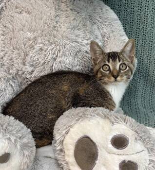 261312  Mantis -  Domestic Short Hair Cat for Adoption in Wetumpka, Alabama - 261312  Mantis | PetCurious