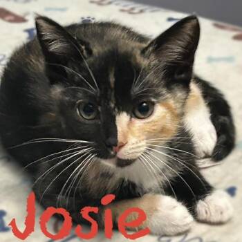 Rescue Domestic Short Hair Cats for Adoption in Morganton, North Carolina - Josie | PetCurious