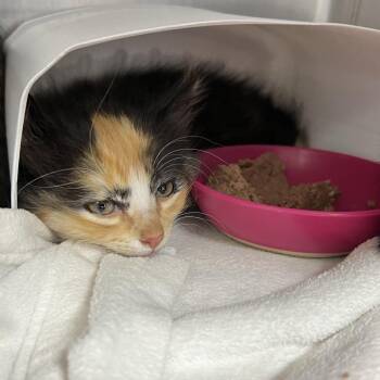 Delta -  Domestic Long Hair Cat for Adoption in Oneonta, New York - Delta | PetCurious