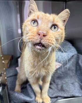 Domestic Short Hair Cats Available for Adoption in Fort Walton Beach, Florida - TOLLIVER | PetCurious