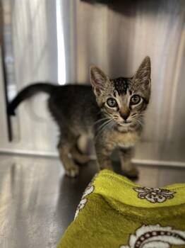 TROY -  Domestic Short Hair Cat for Adoption in Chula Vista, California - TROY | PetCurious