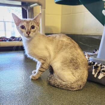 Domestic Short Hair Cats Available for Adoption - Jellybean | PetCurious