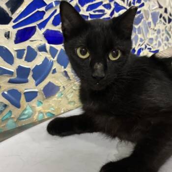 PIERCE -  Domestic Short Hair Cat for Adoption in Pensacola, Florida - PIERCE | PetCurious