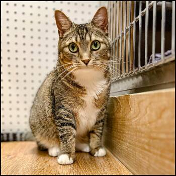 Rescue Domestic Short Hair and Tabby Cats for Adoption in Roswell, Georgia - Hashbrown | PetCurious