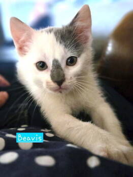 Rescue Domestic Short Hair Cats for Adoption in Albemarle, North Carolina - Beavis | PetCurious