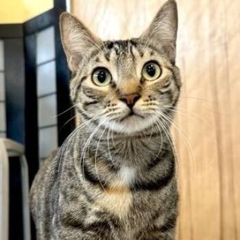 MILO -  Domestic Medium Hair Cat for Adoption in Fernandina Beach, Florida - MILO | PetCurious