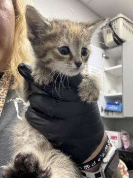 Tuesday -  Domestic Short Hair Cat Available for Adoption in Sevierville, Tennessee - Tuesday | PetCurious